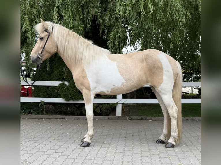 Caballos islandeses Yegua 8 años 142 cm Pío in Lochen am See