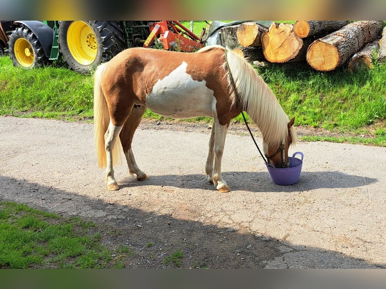 Caballos islandeses Yegua 8 años 142 cm Pío in Oberzent