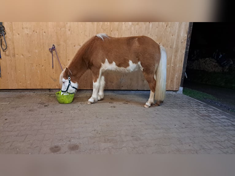 Caballos islandeses Yegua 8 años 142 cm Pío in Oberzent