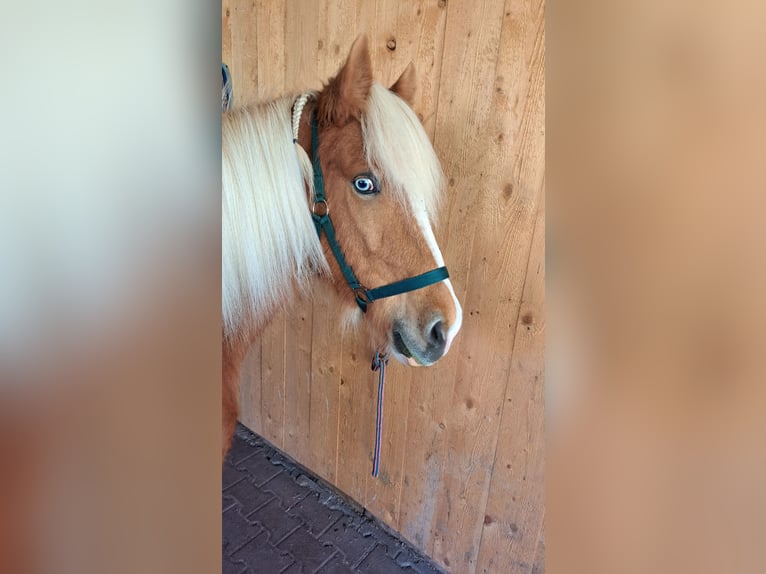 Caballos islandeses Yegua 8 años 142 cm Pío in Oberzent