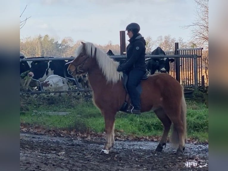 Caballos islandeses Yegua 8 años 143 cm Bayo in Schneverdingen