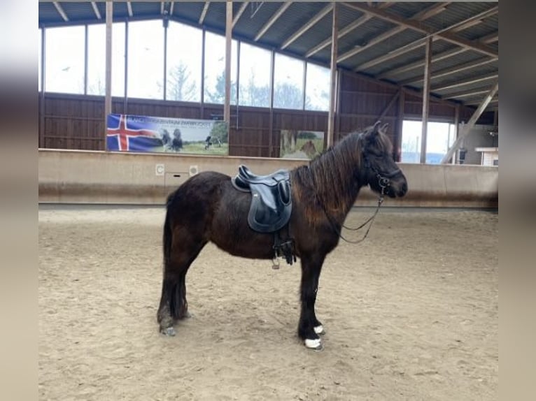 Caballos islandeses Yegua 8 años 143 cm Negro in Zweibrücken