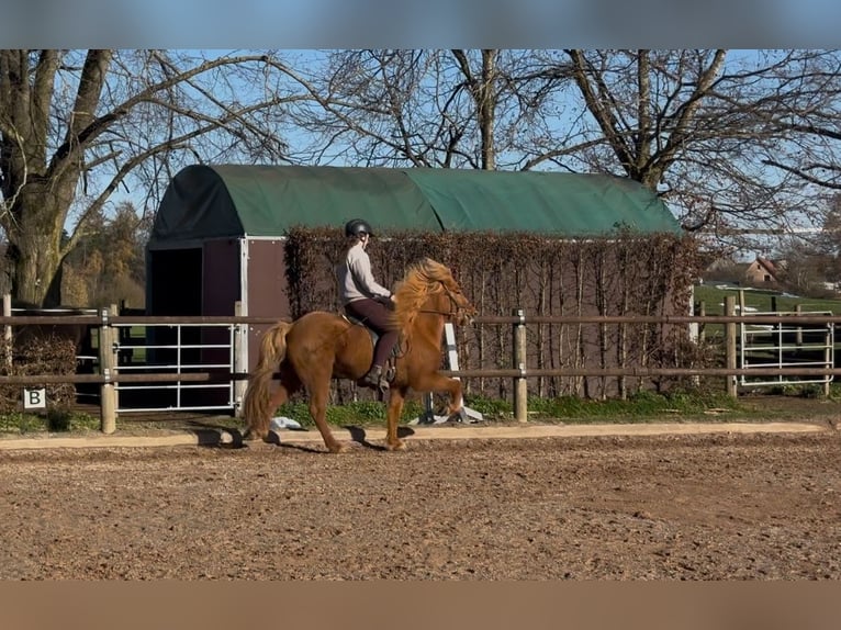 Caballos islandeses Yegua 8 años 144 cm Alazán in Fronreute