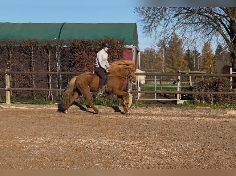 Caballos islandeses Yegua 8 años 144 cm Alazán in Fronreute