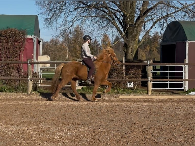 Caballos islandeses Yegua 8 años 144 cm Alazán in Fronreute