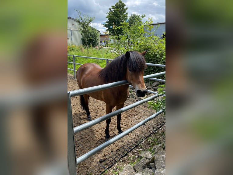 Caballos islandeses Yegua 8 años 144 cm Castaño claro in Wehrheim