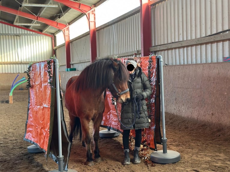 Caballos islandeses Yegua 8 años 144 cm Castaño claro in Wehrheim