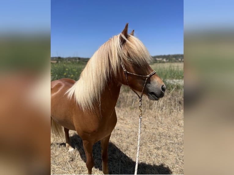 Caballos islandeses Yegua 8 años 145 cm Alazán in Bl&#xE5;vand