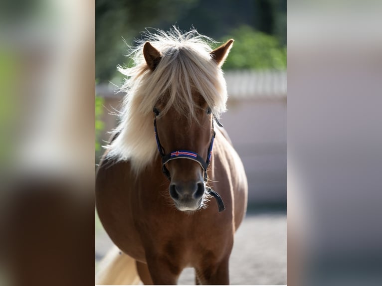 Caballos islandeses Yegua 8 años 145 cm Alazán in Bl&#xE5;vand
