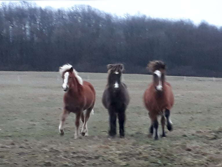 Caballos islandeses Yegua 8 años 145 cm Alazán-tostado in Aßlar