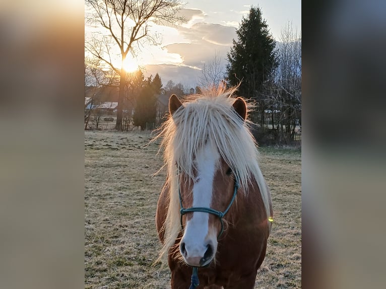 Caballos islandeses Yegua 8 años 145 cm Alazán-tostado in Aßlar