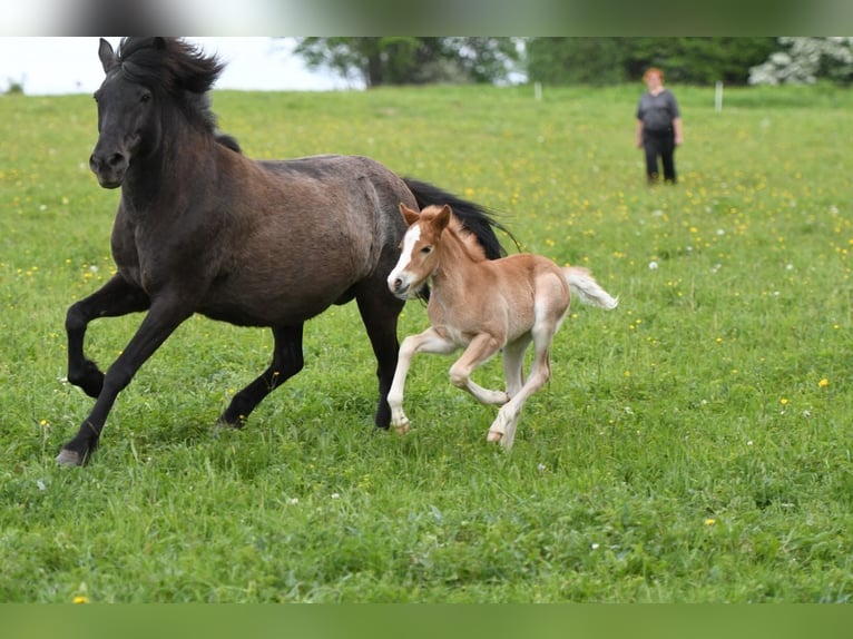 Caballos islandeses Yegua 8 años 145 cm Alazán-tostado in Aßlar