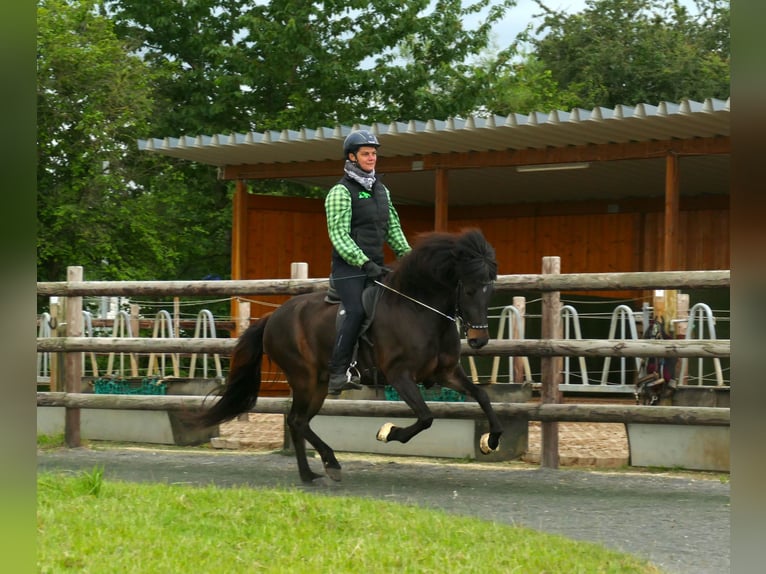 Caballos islandeses Yegua 8 años 145 cm Castaño in Euskirchen