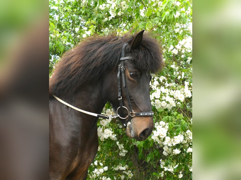 Caballos islandeses Yegua 8 años 145 cm Castaño in Euskirchen