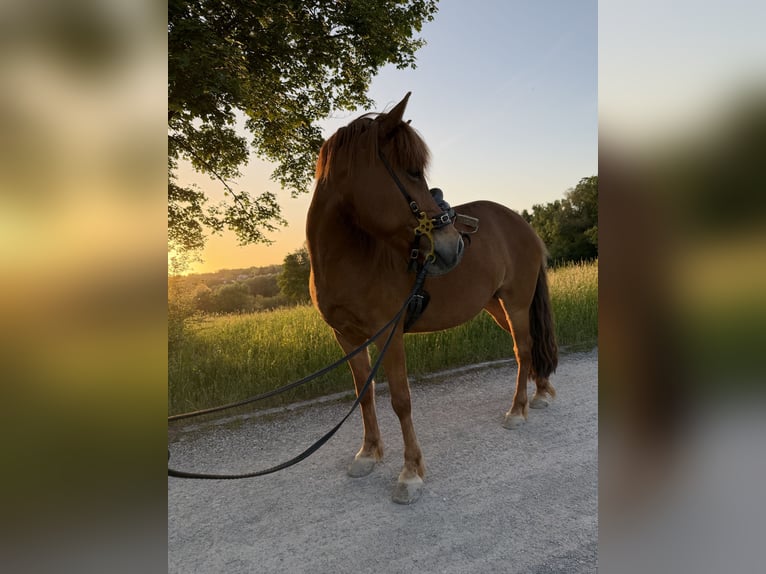 Caballos islandeses Yegua 8 años 146 cm Alazán in Stuttgart