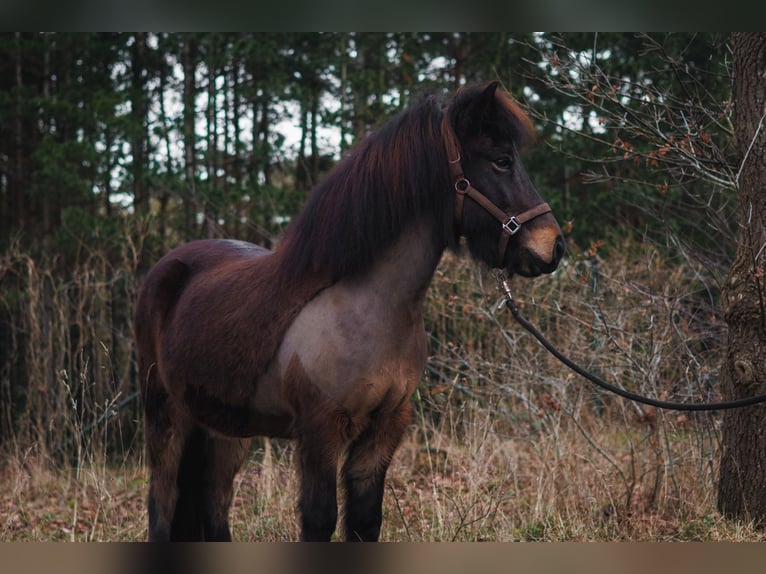 Caballos islandeses Yegua 8 años 146 cm Castaño in Hatten