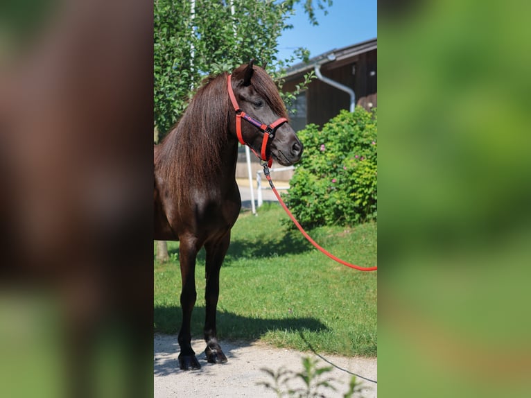 Caballos islandeses Yegua 8 años 147 cm Negro in Stra&#xDF;walchen
