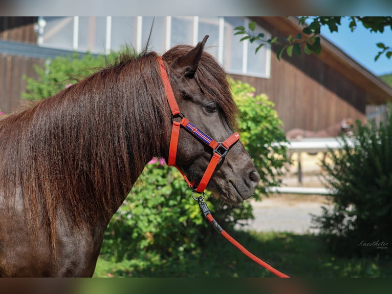 Caballos islandeses Yegua 8 años 147 cm Negro in Stra&#xDF;walchen