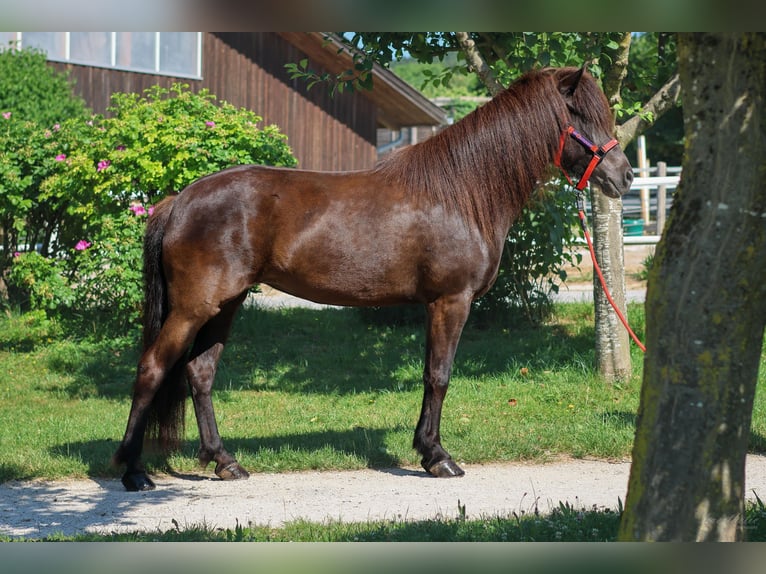 Caballos islandeses Yegua 8 años 147 cm Negro in Stra&#xDF;walchen