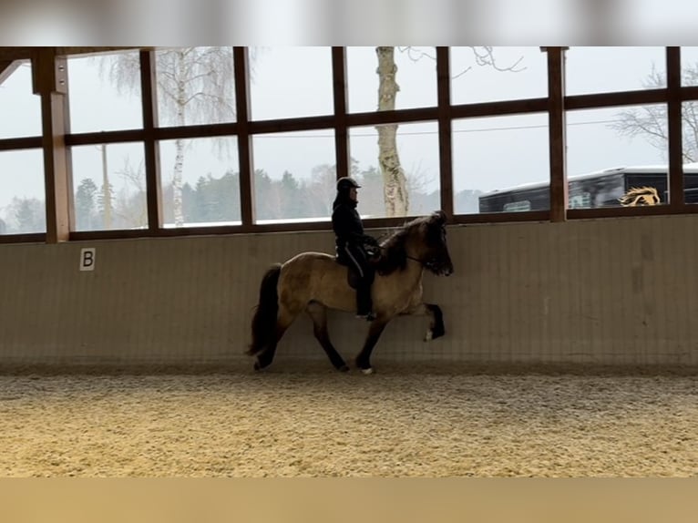 Caballos islandeses Yegua 8 años 150 cm Bayo in Soltau