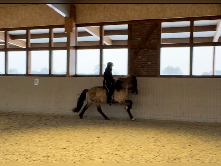 Caballos islandeses Yegua 8 años 153 cm Bayo in Lehmrade