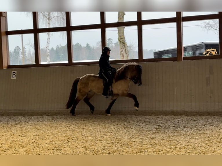 Caballos islandeses Yegua 8 años 153 cm Bayo in Lehmrade