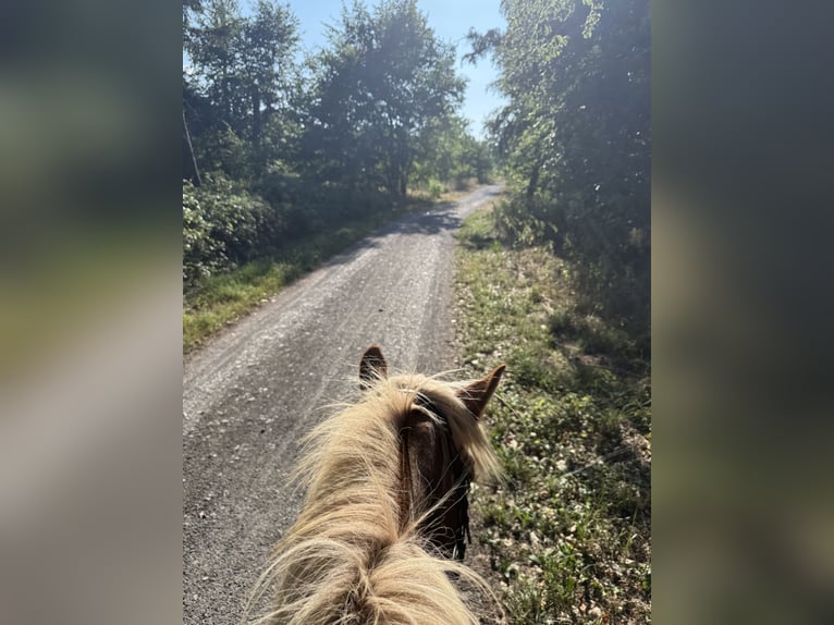 Caballos islandeses Yegua 8 años Alazán in Reilingen