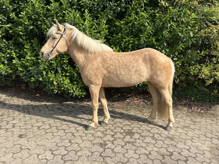 Caballos islandeses Yegua 8 años in Hambergen