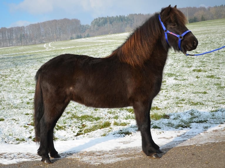 Caballos islandeses Yegua 8 años Negro in Straßwalchen