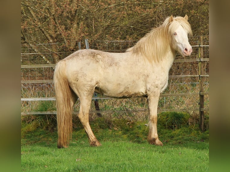 Caballos islandeses Yegua 8 años Perlino in Saarland