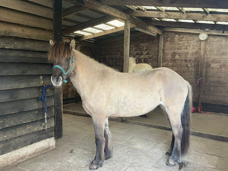Caballos islandeses Yegua 9 años 133 cm Bayo in Hessisch Oldendorf