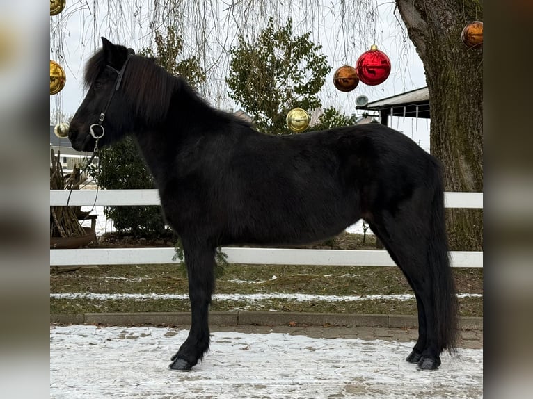 Caballos islandeses Yegua 9 años 133 cm Negro in Lochen am See