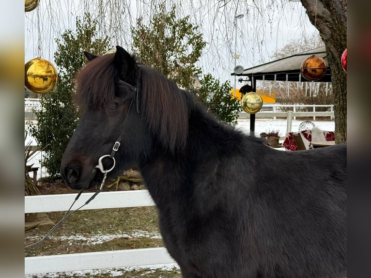 Caballos islandeses Yegua 9 años 133 cm Negro in Lochen am See