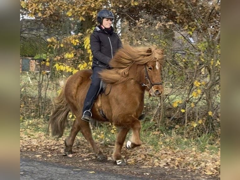 Caballos islandeses Yegua 9 años 134 cm Alazán in Schneverdingen