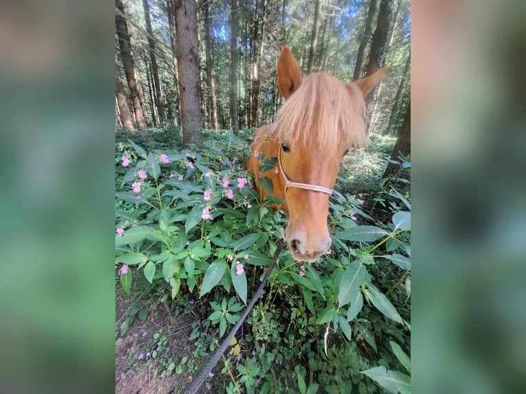Caballos islandeses Yegua 9 años 135 cm Alazán in Völklingen
