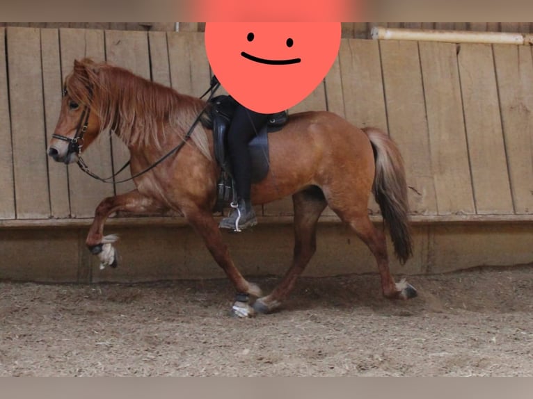 Caballos islandeses Yegua 9 años 135 cm Alazán in Völklingen