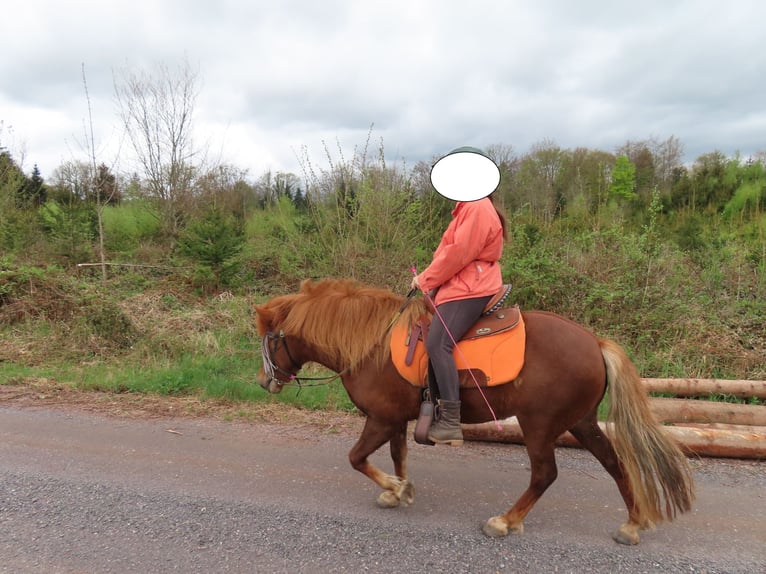 Caballos islandeses Yegua 9 años 135 cm Alazán in Ban-de-Sapt