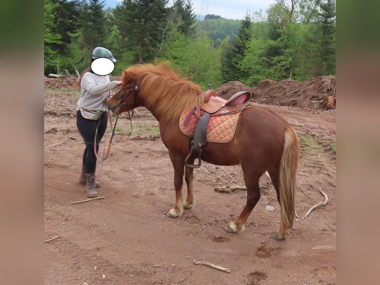 Caballos islandeses Yegua 9 años 135 cm Alazán in Ban-de-Sapt