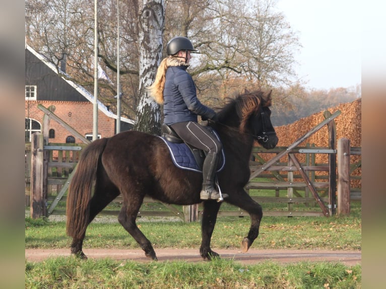 Caballos islandeses Yegua 9 años 136 cm Negro in Südlohn