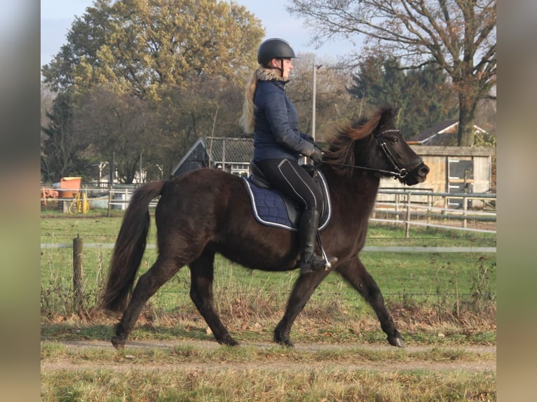 Caballos islandeses Yegua 9 años 136 cm Negro in Südlohn