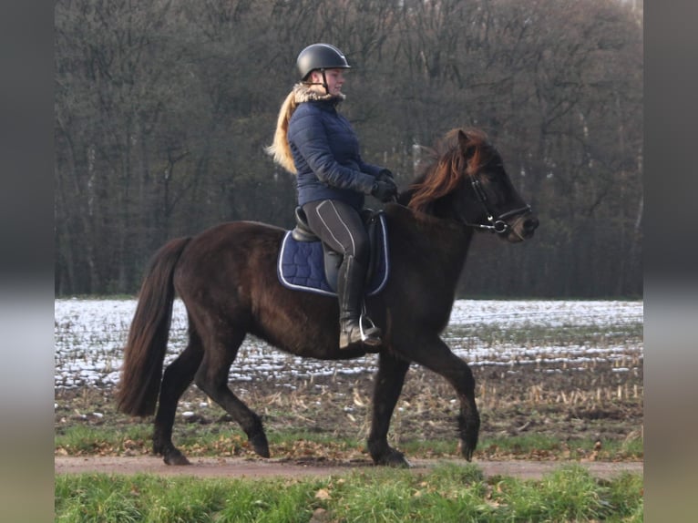 Caballos islandeses Yegua 9 años 136 cm Negro in Südlohn