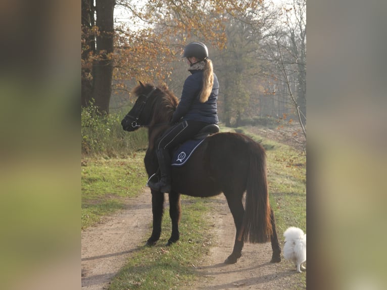 Caballos islandeses Yegua 9 años 136 cm Negro in Südlohn