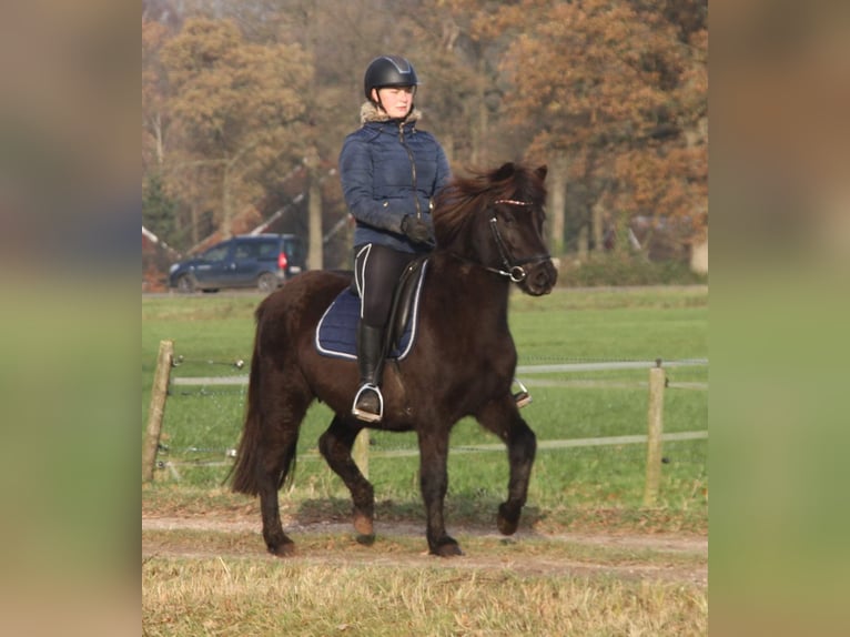 Caballos islandeses Yegua 9 años 136 cm Negro in Südlohn