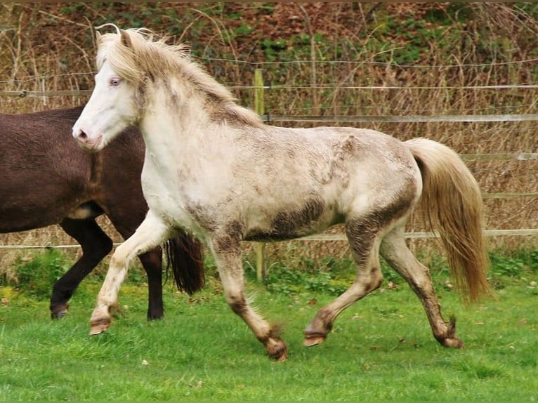 Caballos islandeses Yegua 9 años 136 cm Perlino in Saarland