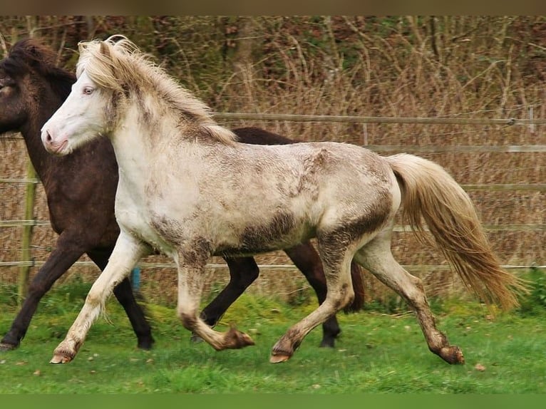 Caballos islandeses Yegua 9 años 136 cm Perlino in Saarland