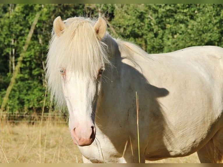 Caballos islandeses Yegua 9 años 136 cm Perlino in Saarland