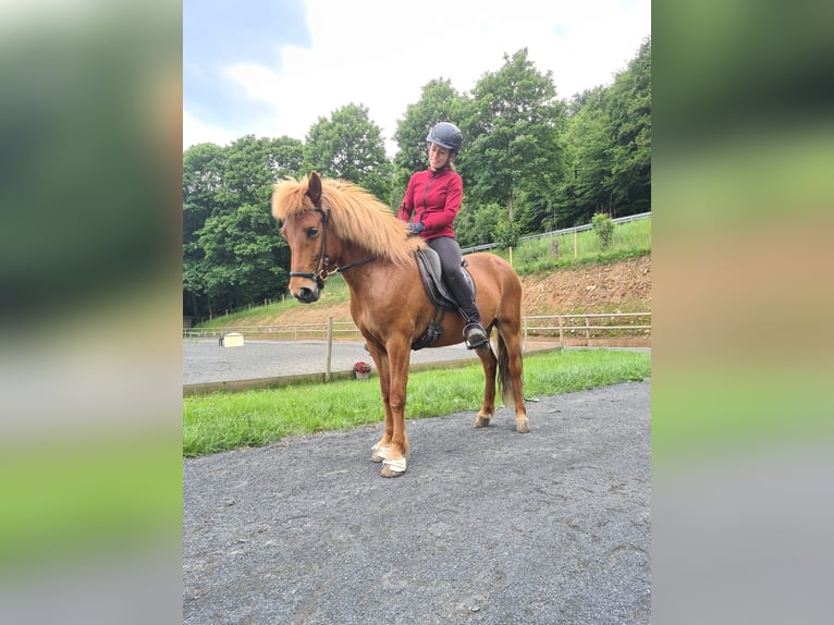 Caballos islandeses Yegua 9 años 137 cm Alazán in Steinau an der Stra&#xDF;e