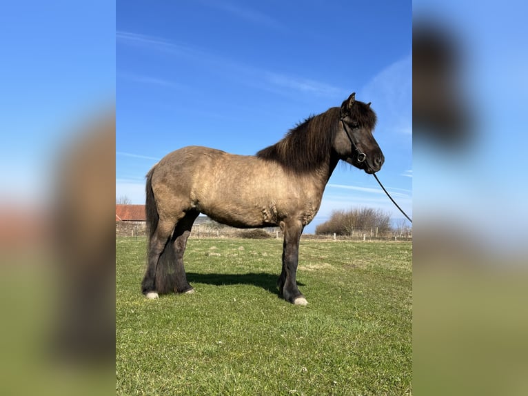 Caballos islandeses Yegua 9 años 137 cm Bayo in Hohenfelde