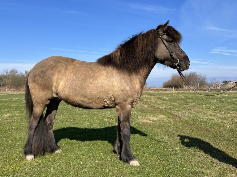Caballos islandeses Yegua 9 años 137 cm Bayo in Hohenfelde