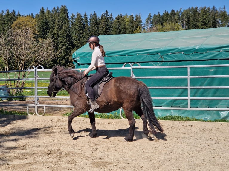 Caballos islandeses Yegua 9 años 137 cm Negro in Grabenstätt